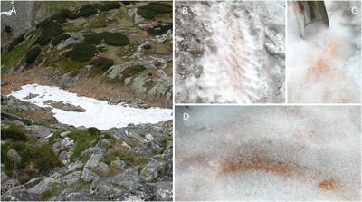 Cysts of the Snow Alga Chloromonas krienitzii (Chlorophyceae) Show Increased Tolerance to Ultraviolet Radiation and Elevated Visible Light